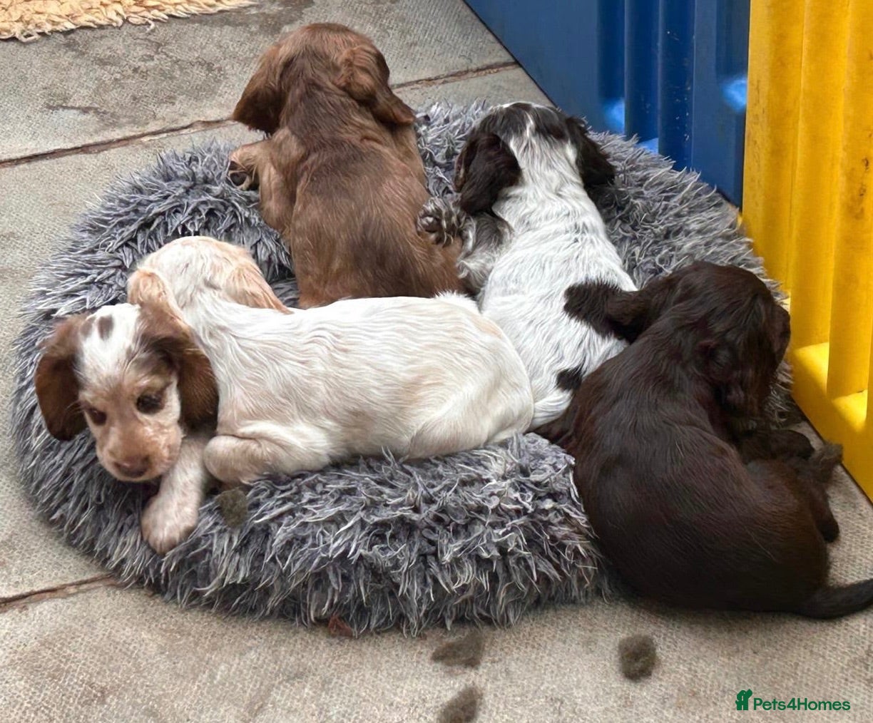 Cocker Spaniel dogs KC registered show type cocker spaniels  - Advert 2