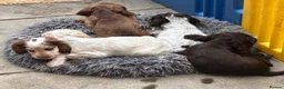 Cocker Spaniel dogs for sale: KC registered show type cocker spaniels Ready now  - Advert 36