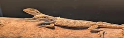 Bearded Dragon reptiles for sale: Baby bearded dragons - Advert 24