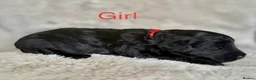 Bordoodle dogs for sale: Exceptional F1bbb Bordoodle Puppies  - Advert 14