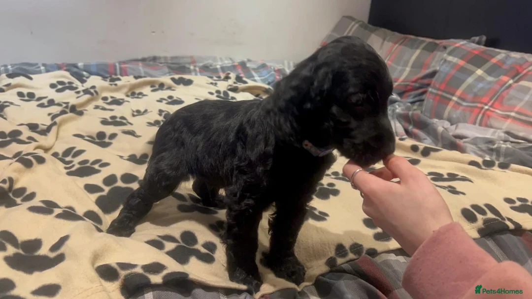 Cockapoo dogs for sale: Cocker spaniel/ cocapoo  - Advert 15