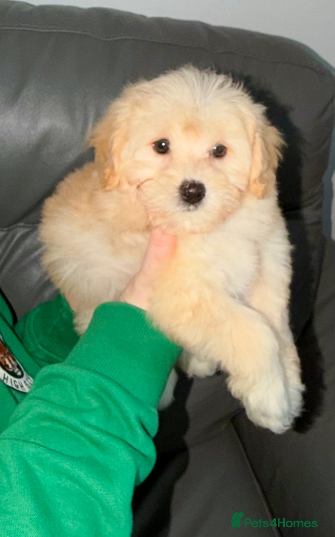 Maltipoo dogs for sale: F1 tiny Maltipoo Puppies 2 girls remaining!! - Advert 4