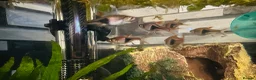 Rasboras fish for sale: X6 HarleQuin Rasboras  in Nottingham - Advert 2