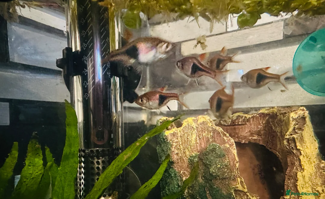 Rasboras fish for sale: X6 HarleQuin Rasboras  in Nottingham - Advert 2