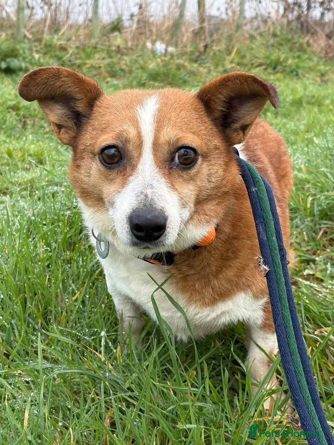 Mixed Breed dogs for adoption: Polly - Norwich Norfolk  - Advert 6