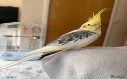 Cockatiels birds for sale: Cockatiel - Image 4