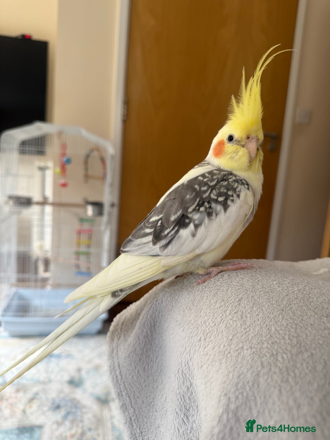 Cockatiels birds for sale: Cockatiel - Image 4