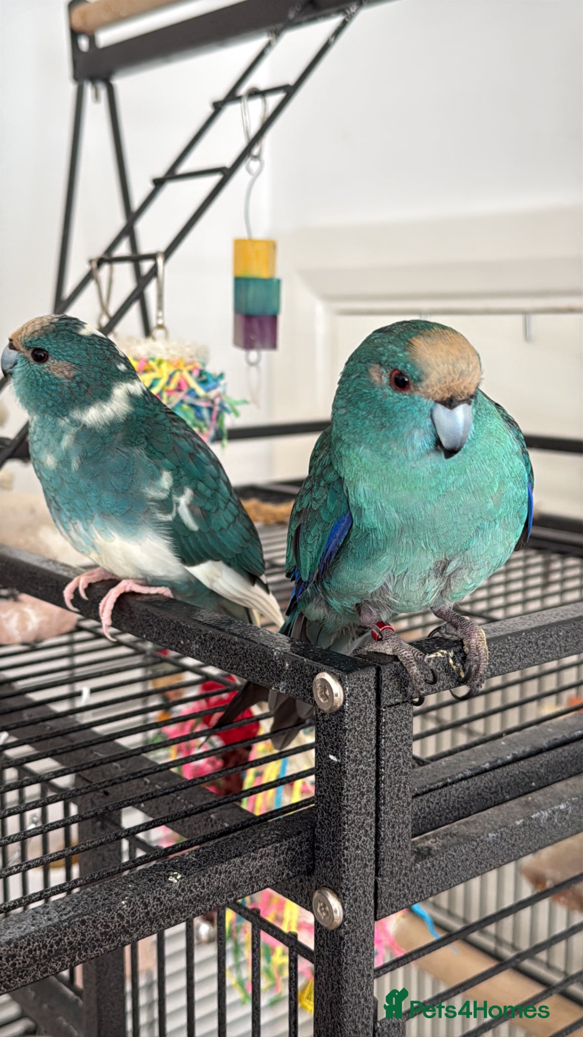 Parrots birds kakariki male and female 6 months old  - Advert 5