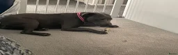 Staffordshire Bull Terrier dogs for sale: Bell  - Advert 3