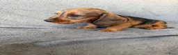 Miniature Dachshund dogs for sale: Beautiful wire miniature dachshund puppies 4 sale - Advert 34
