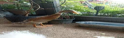 Mixed Breed livestock for sale: Indian Runner ducks  - Advert 4