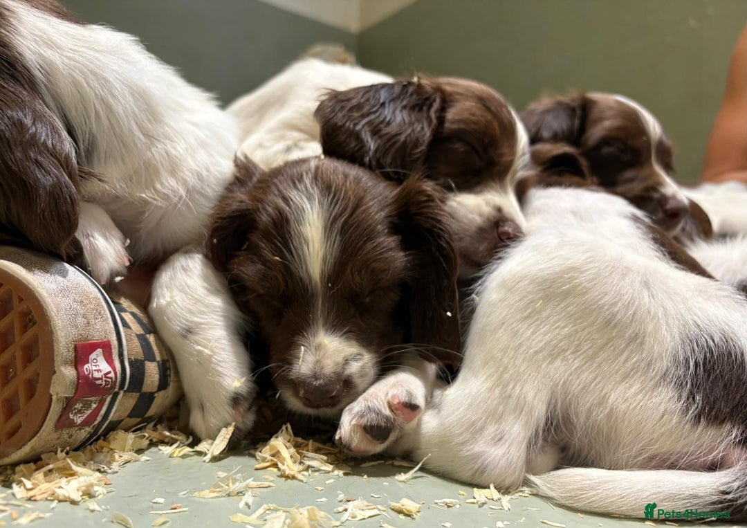 English Springer Spaniel dogs for sale: 2025 FTCH ROSEBAY BLUE,WELL MARKED LITTER ESS PUPS - Image 18