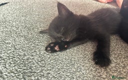 Mixed Breed cats for sale: 4 boy kittens left - Image 13
