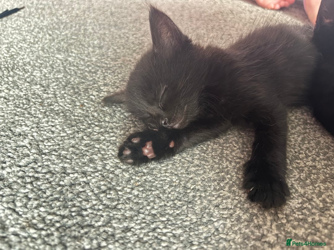 Mixed Breed cats for sale: 4 boy kittens left - Image 13
