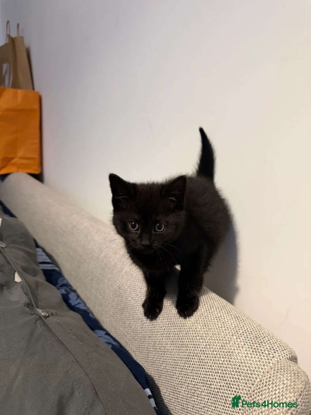 Brazilian Shorthair cats for sale: 2 Female, Black, British shorthair kittens - Advert 2