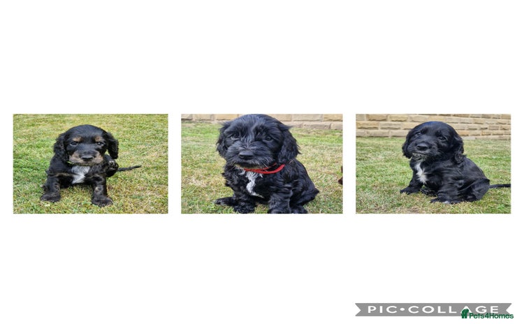 Cockapoo dogs in Brighouse - Advert 4