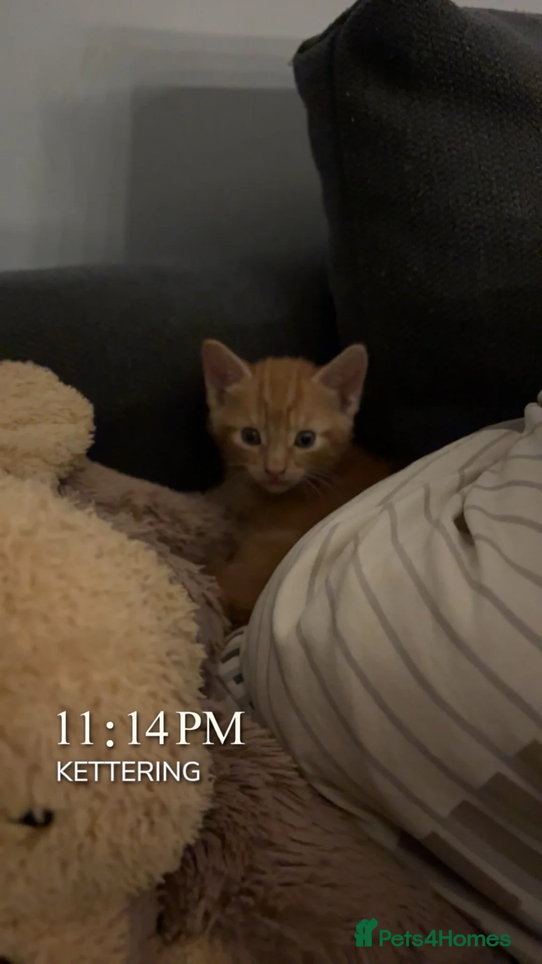 Mixed Breed cats for sale: Ginger male female mixed colours  - Advert 7