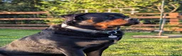 Rottweiler dogs for sale: 3yo Male Rottweiler - Experienced Home Needed - Advert 13