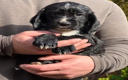 Cocker Spaniel dogs for sale: KC Reg – Fully Health Tested – Working Cocker Pups - Image 26