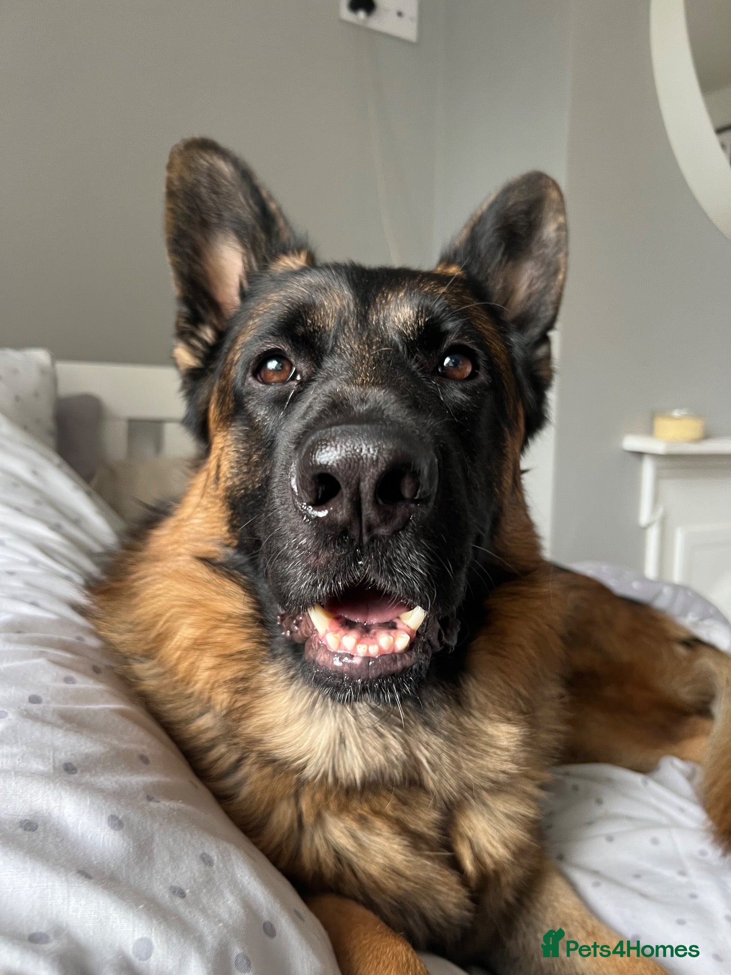 German Shepherd dogs Tucker - 6 year old GSD - Advert 5