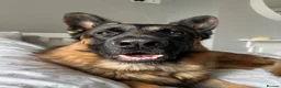 German Shepherd dogs for sale: Tucker - 6 year old GSD - Advert 1