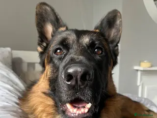 German Shepherd dogs Tucker - 6 year old GSD - Advert 1