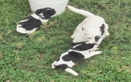 Mixed Breed dogs for sale: Puppies  - Image 1