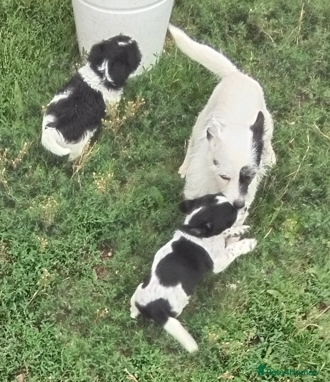Mixed Breed dogs for sale: Puppies  - Image 1