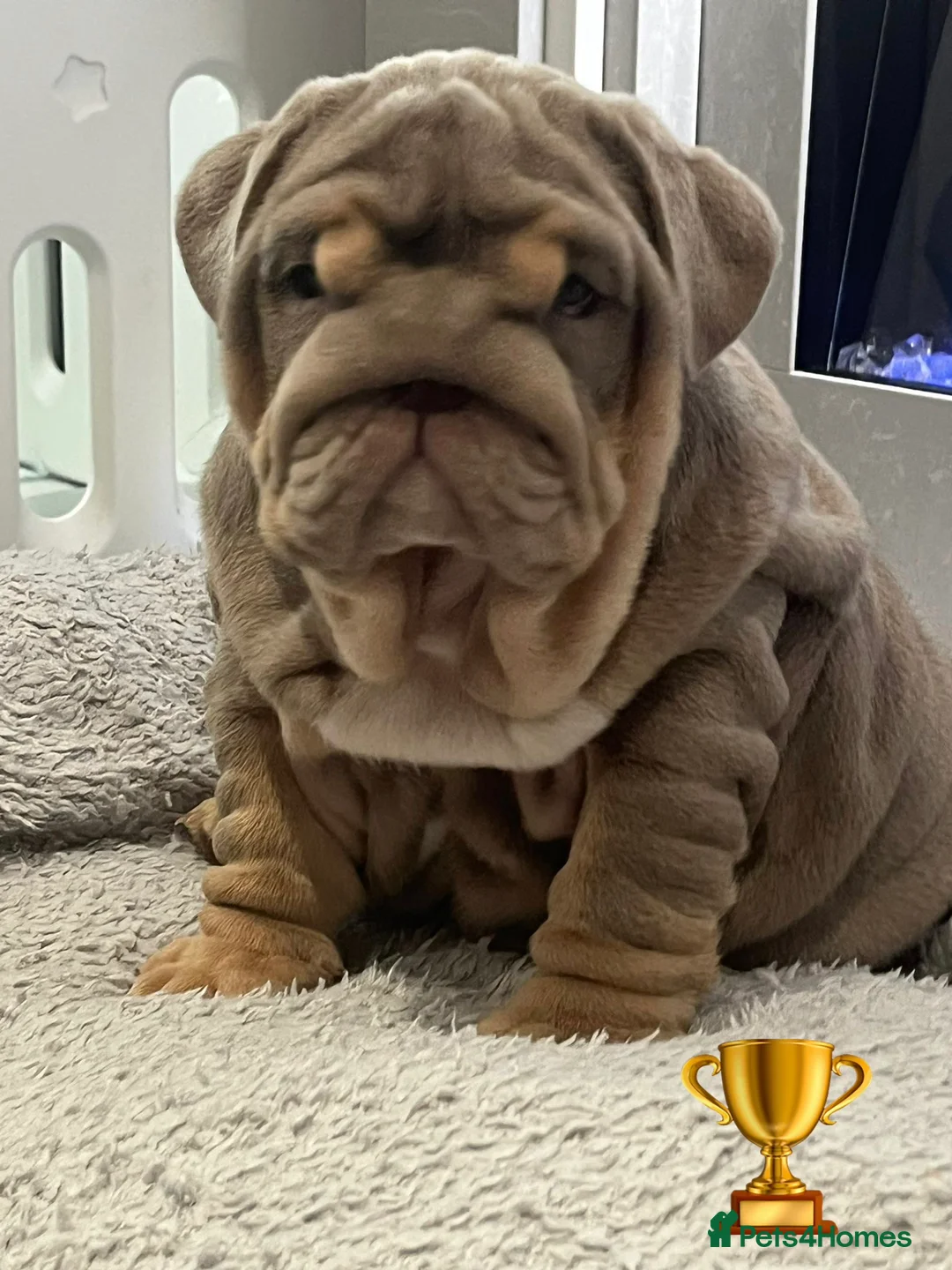 English Bulldog dogs for sale: Outstanding English Bulldog Pups - Advert 38