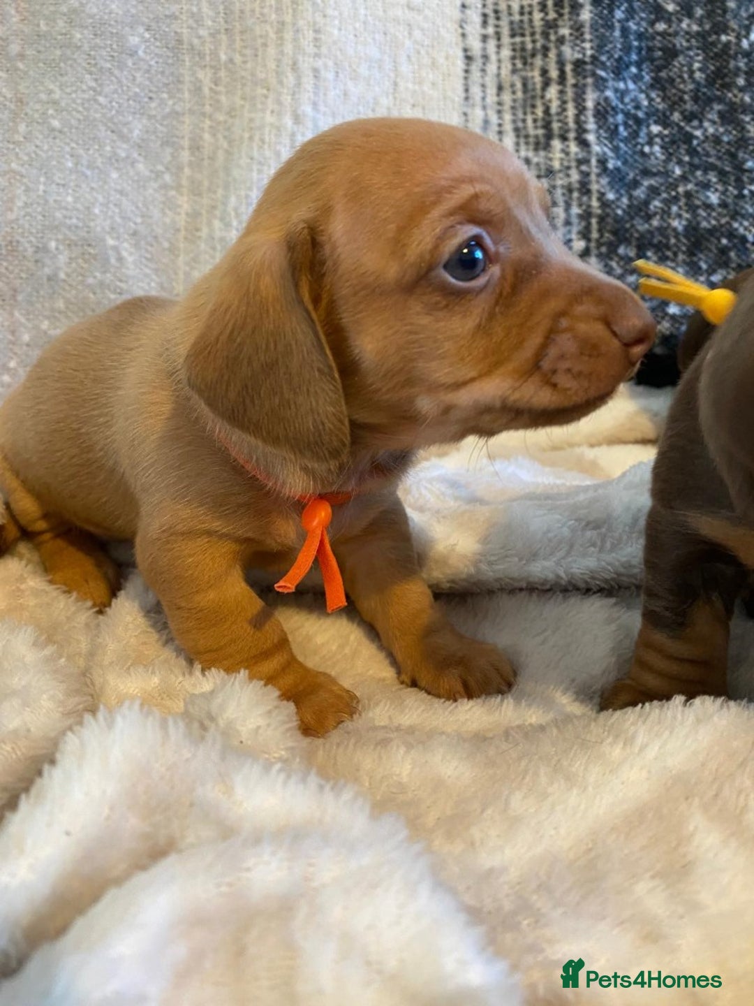 Miniature Dachshund dogs for sale: MOST GORGEOUS DACHSHUNDS - Advert 16