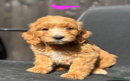 Cockapoo dogs for sale: *READY NOW  *Cockapoo puppies *7 SOLD*  - Image 1