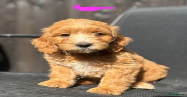 Cockapoo dogs - Advert 3