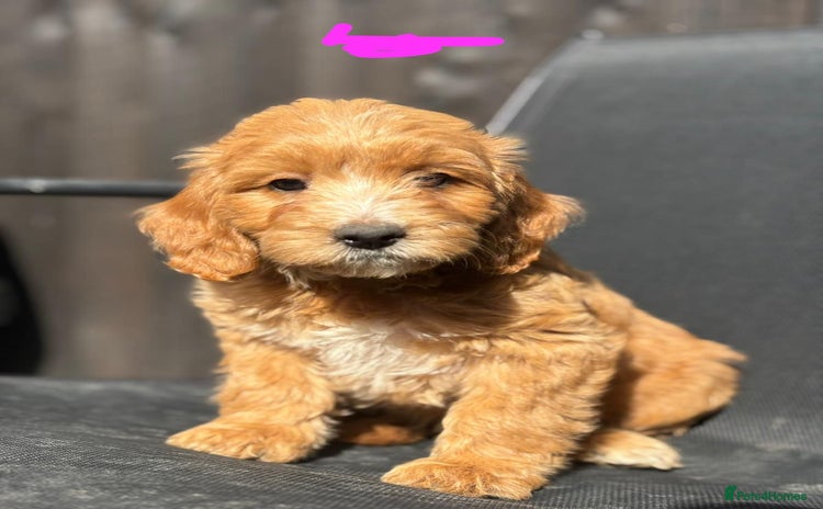 Cockapoo dogs - Advert 15