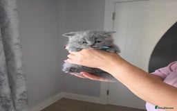 British Shorthair cats for sale: BRITISH SHORTHAIR KITTENS  - Image 13