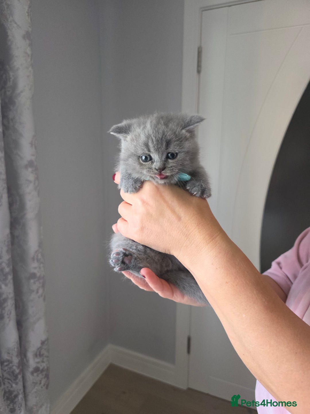 British Shorthair cats for sale: BRITISH SHORTHAIR KITTENS  - Image 13