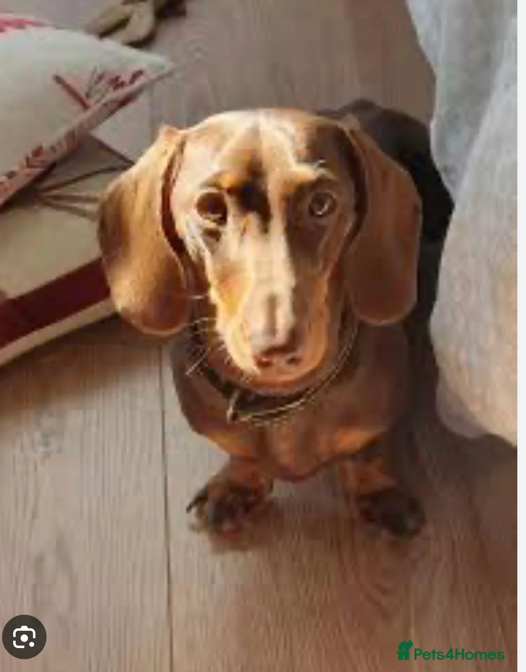 Dachshund dogs for sale: Stunning Girl dachshund available (LAST ONE) !! in Liverpool - Advert 8