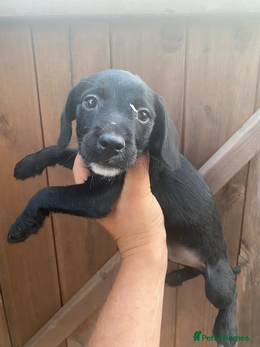 Mixed Breed dogs for sale: Cocker jacks  - Advert 1