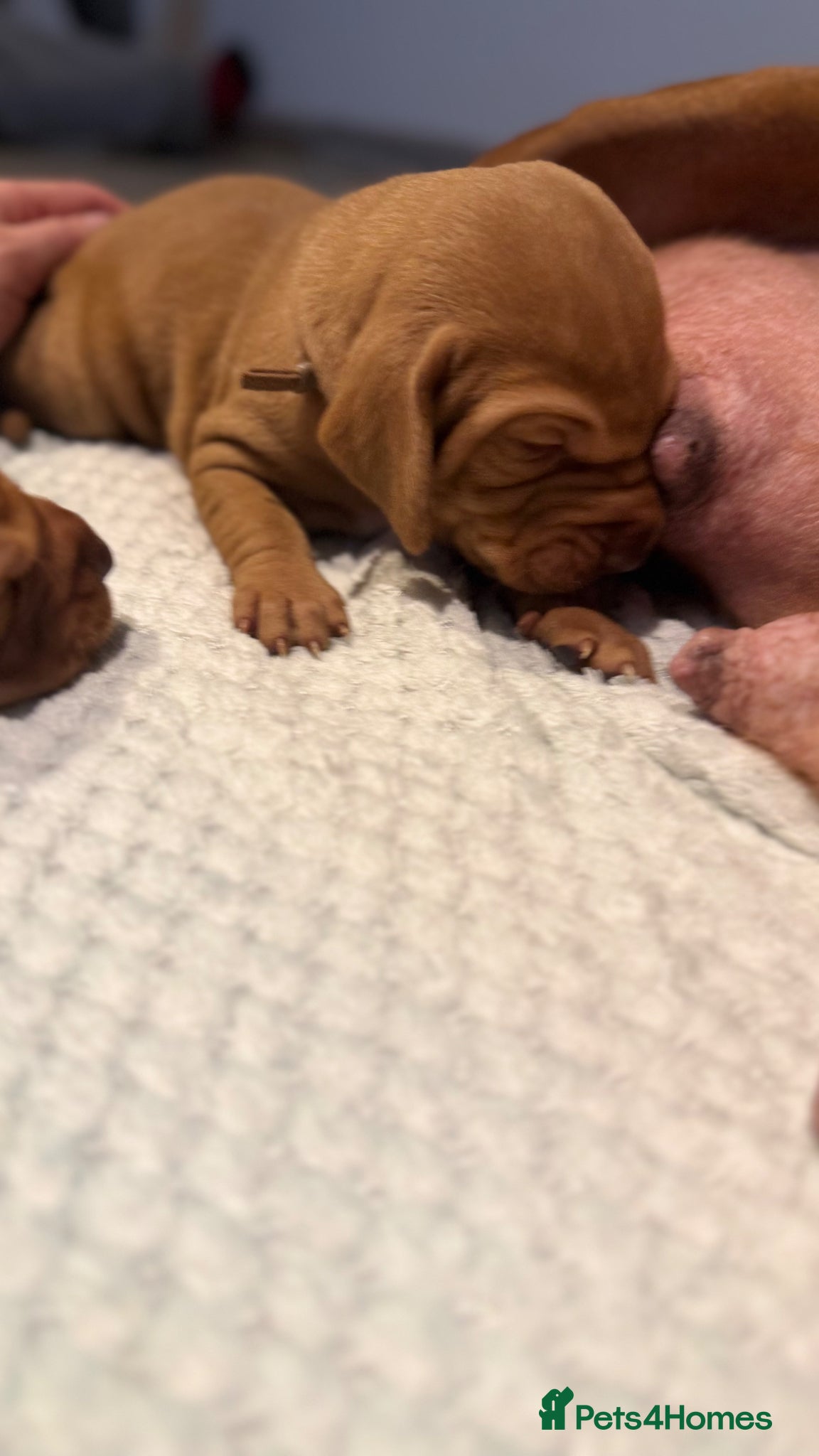 Hungarian Vizsla dogs Viszla Puppies 🐶  - Advert 1
