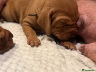 Hungarian Vizsla dogs Viszla Puppies 🐶 - Advert 1