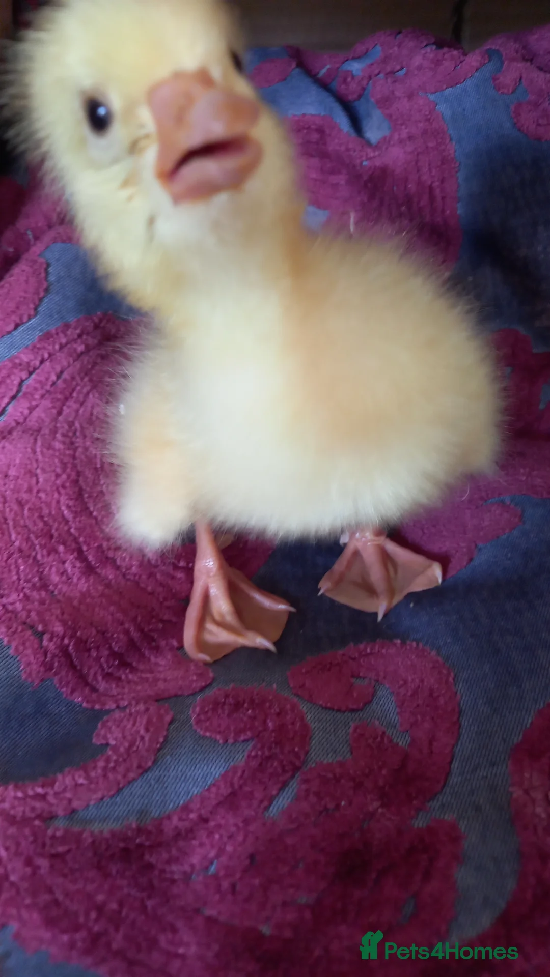 Geese poultry for sale: Goslings for Sale - Advert 5