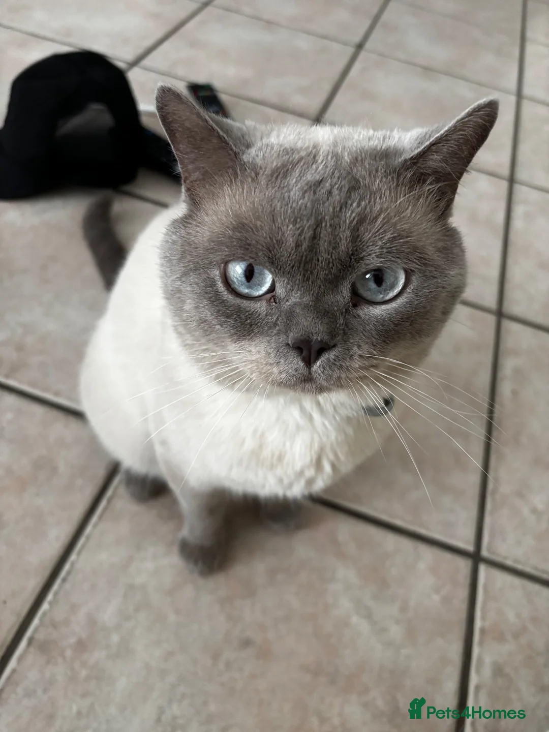 British Shorthair cats for sale: British shorthair male  - Advert 2