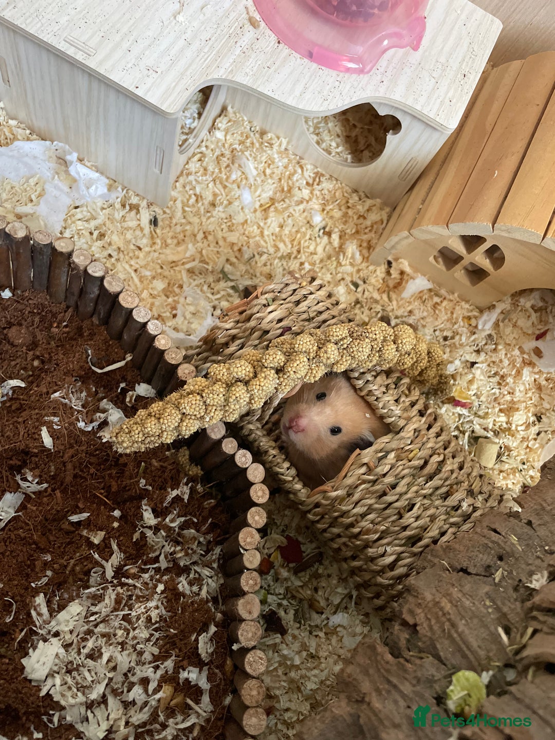 Hamster rodents for sale: Pedigree, tame Syrian hamster   - Advert 2