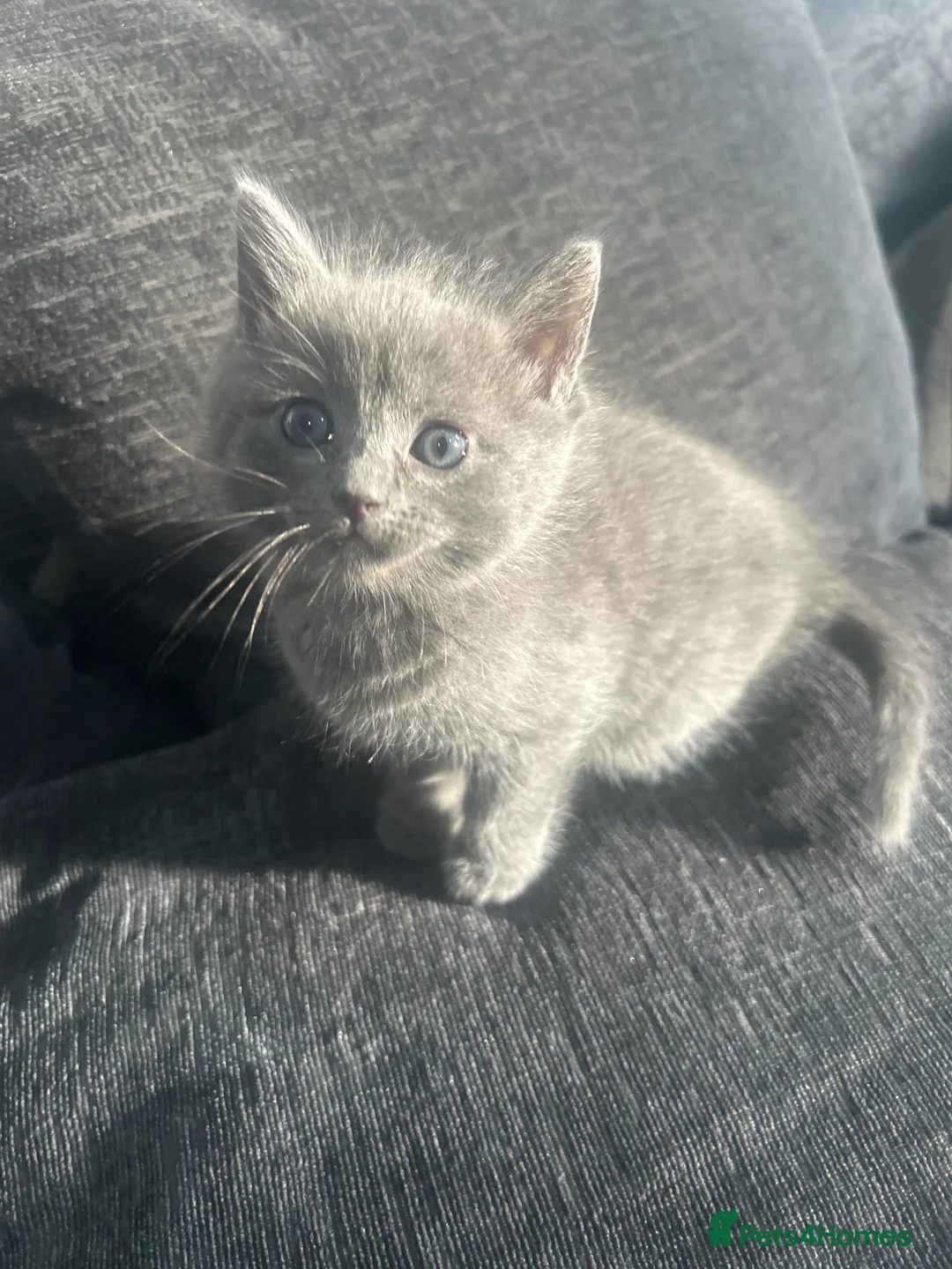 Ragdoll cats for sale: give one of these rare ragdolls a forever home  - Advert 2