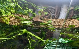 Gecko reptiles for sale: breeding pair tokay geckos + viv - Image 3