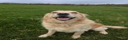 Mixed Breed dogs for sale: Gorgeous Kelpie cross/ golden retriever puppies  - Advert 3