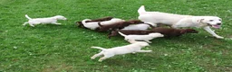 Labrador Retriever dogs for sale: Stunning Health Tested Labrador Puppies - Advert 18
