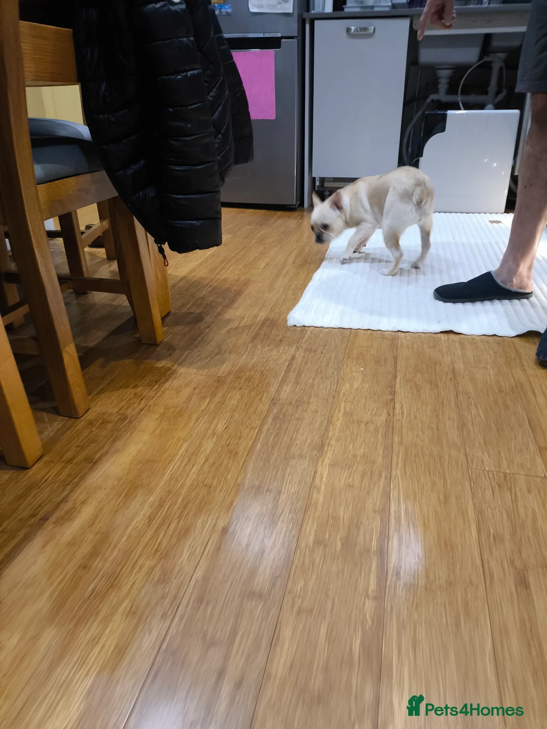 French Bulldog dogs for sale: French bulldog  - Advert 12