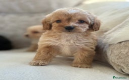 Cockapoo dogs for sale: F1 cockapoo puppies PRA TESTED - Image 16