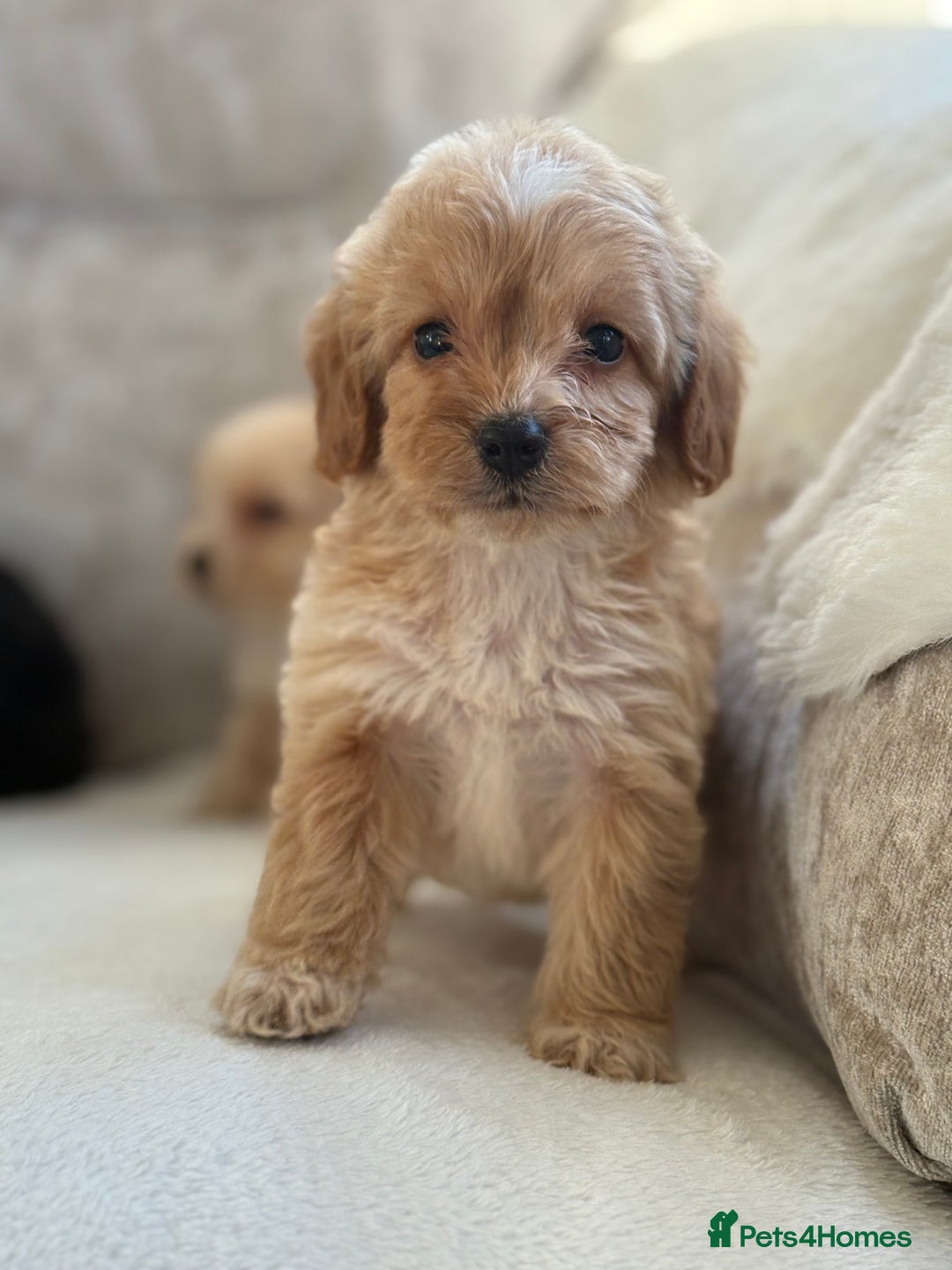 Cockapoo dogs for sale: F1 cockapoo puppies PRA TESTED - Image 16