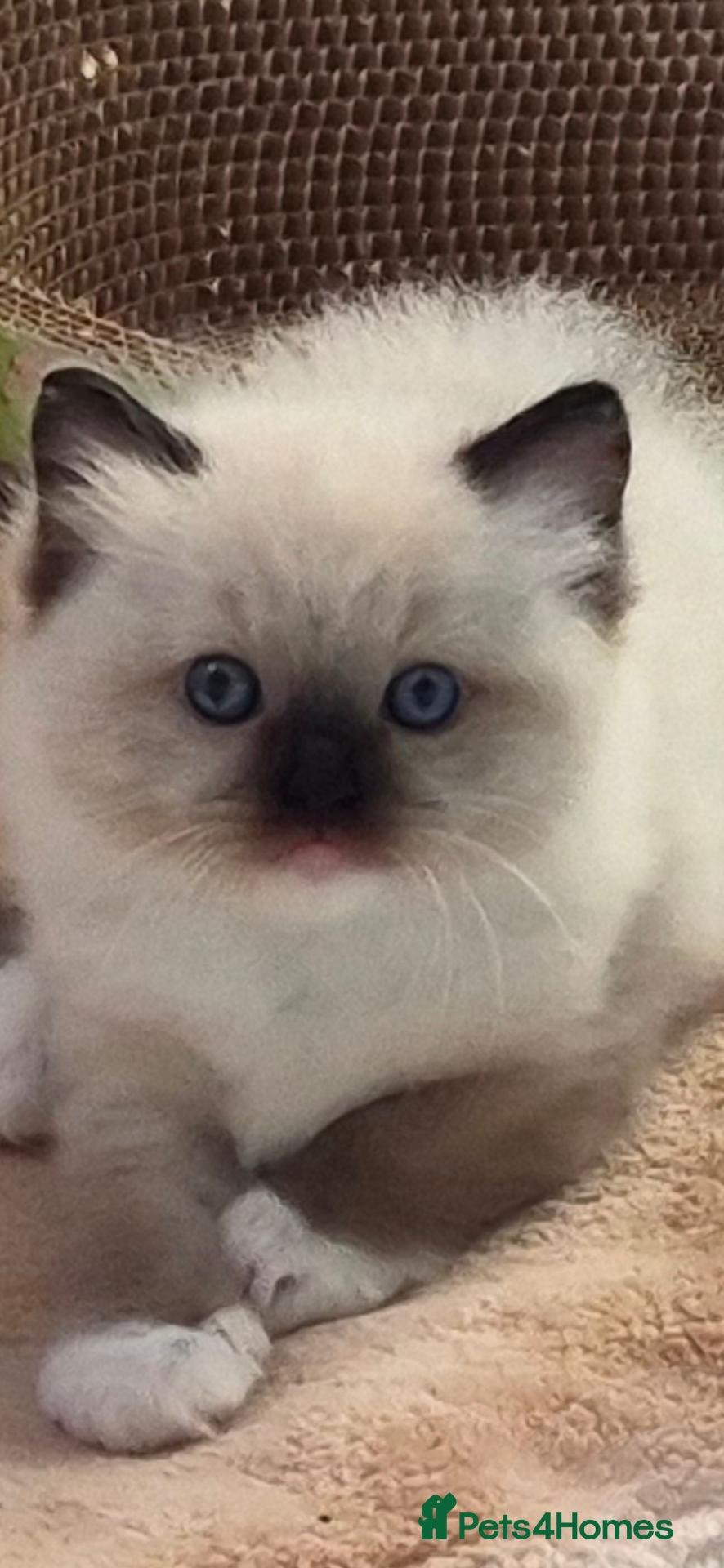 Ragdoll cats for sale: Chunky TICA reg Ragdoll - Advert 15